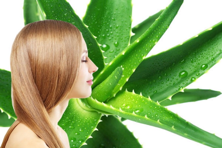 ALOE VERA: HIDRATACIÓN PROFUNDA